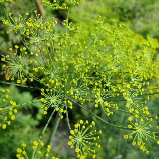 Herb - Dill Common (8cm)