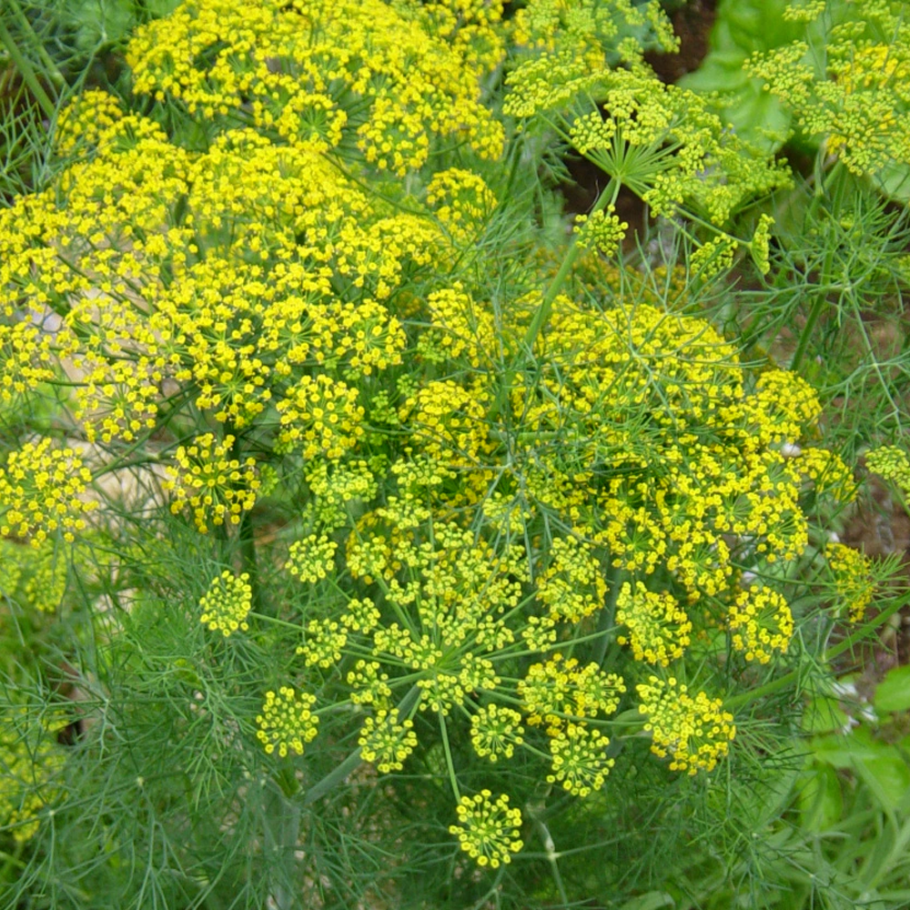 Herb - Dill Common (8cm)