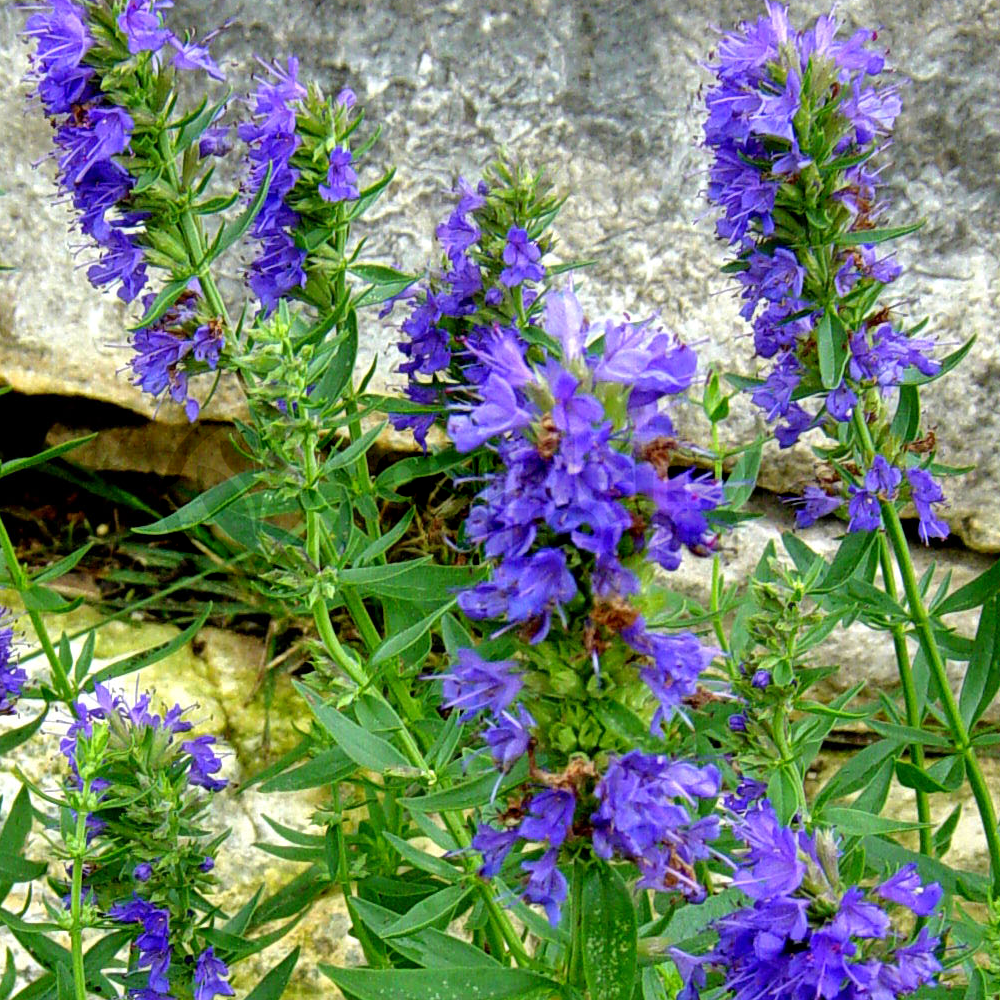 Herb - Hyssop Blue (8cm)