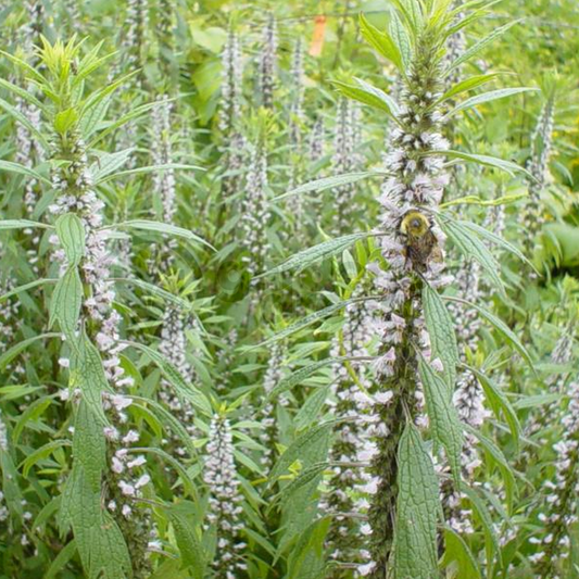 Herb - Hyssop White (8cm)