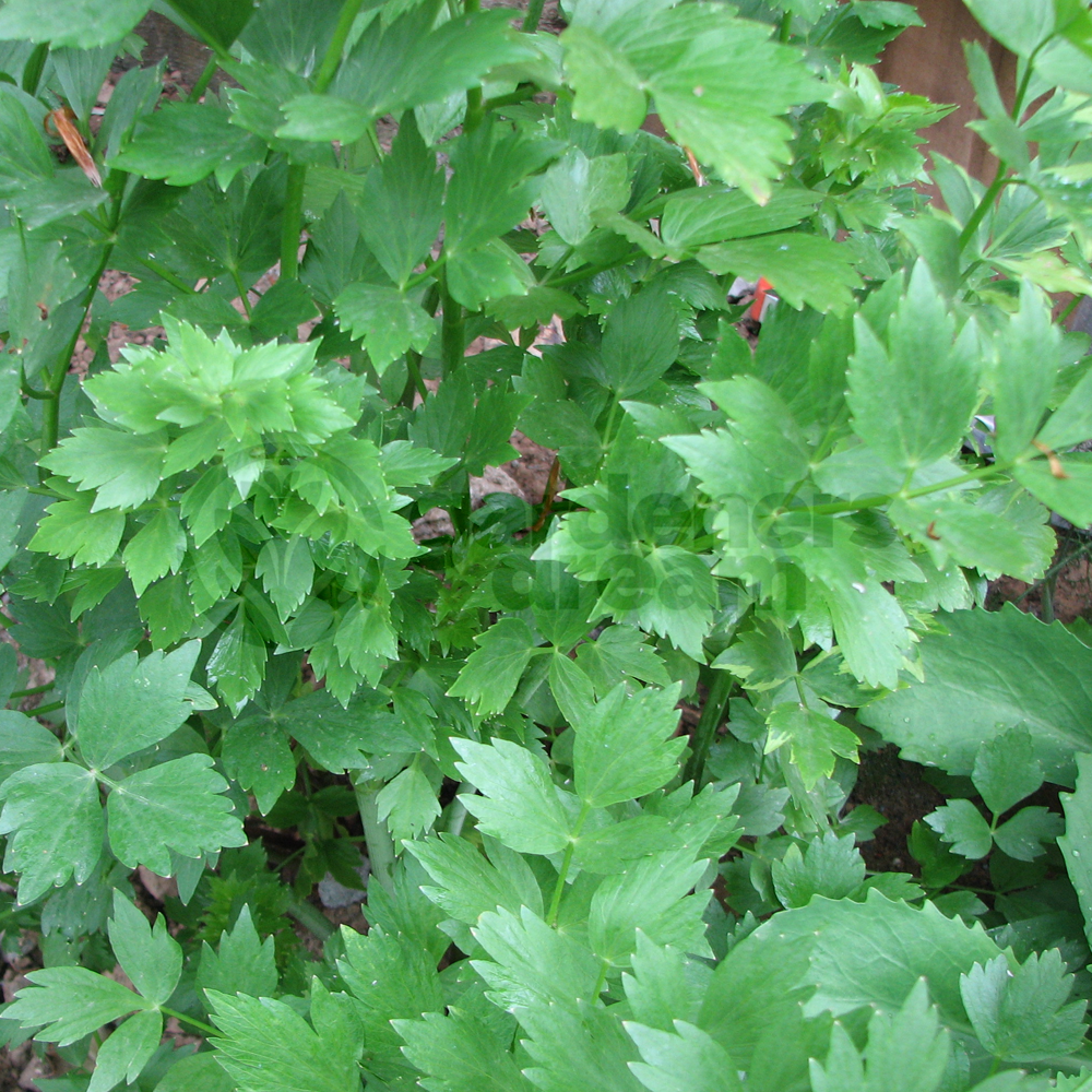 Herb - Lovage Common (8cm)