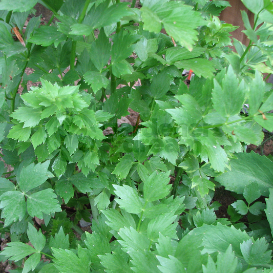 Herb - Lovage Common (8cm)