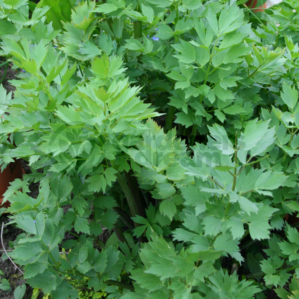 Herb - Lovage Common (8cm)