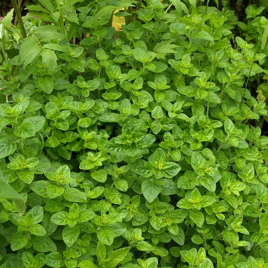 Herb - Marjoram Compact (8cm)
