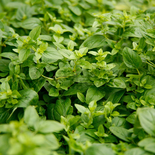 Herb - Marjoram French (8cm)