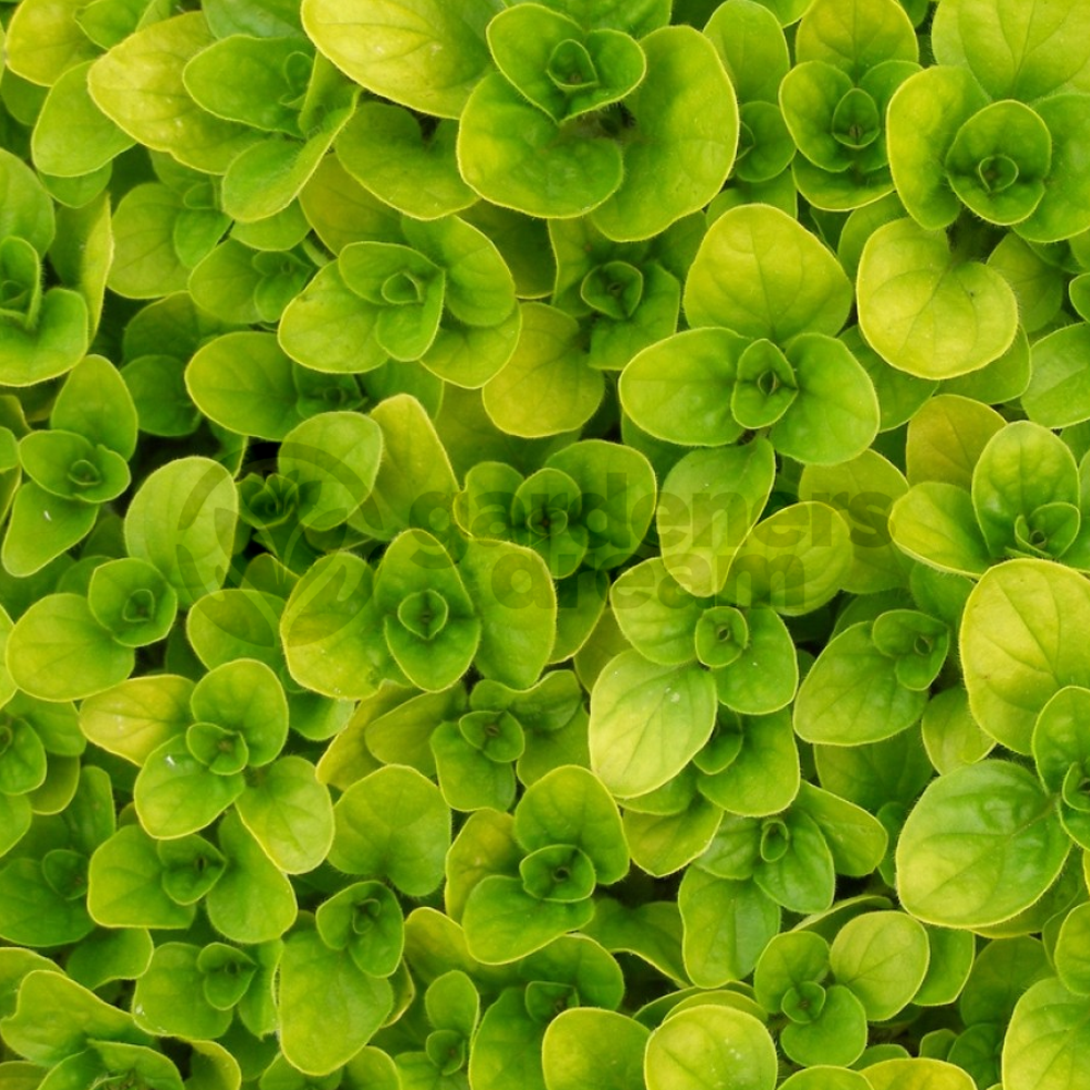 Herb - Marjoram Golden (8cm)