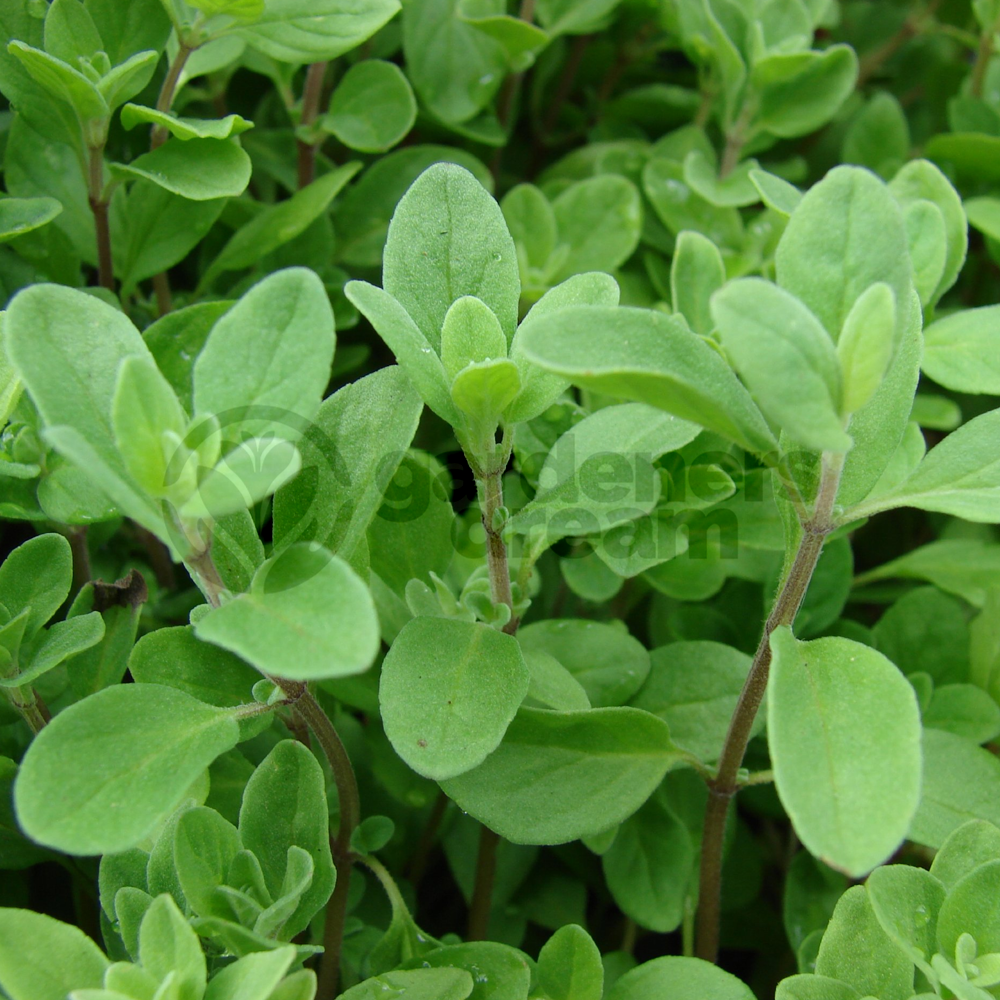 Herb - Marjoram Pot (8cm)