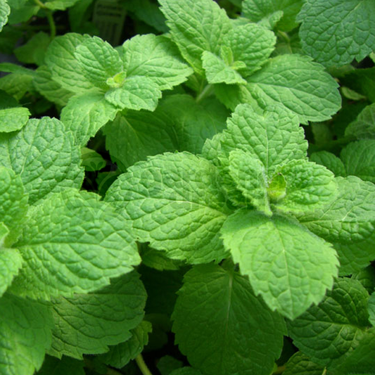 Herb - Mint Apple (8cm)