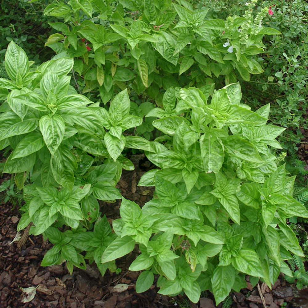 Herb - Mint Basil (8cm)