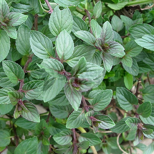 Herb - Mint Chocloate (8cm)