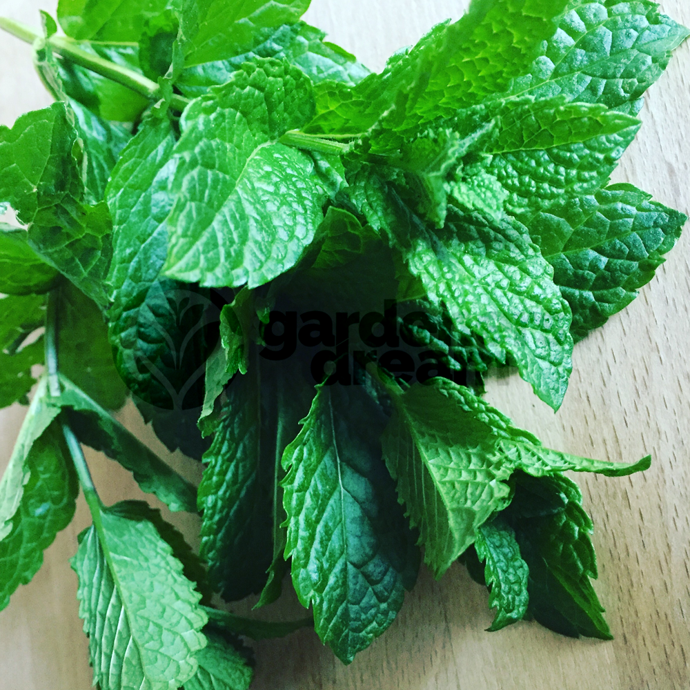 Herb - Mint Garden (8cm)