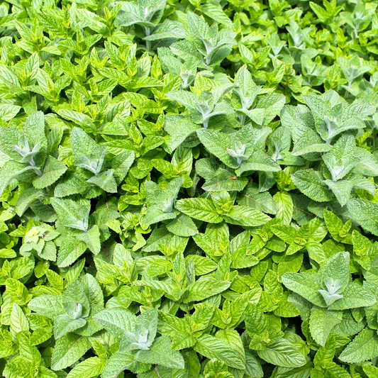 Herb - Mint Ginger (8cm)