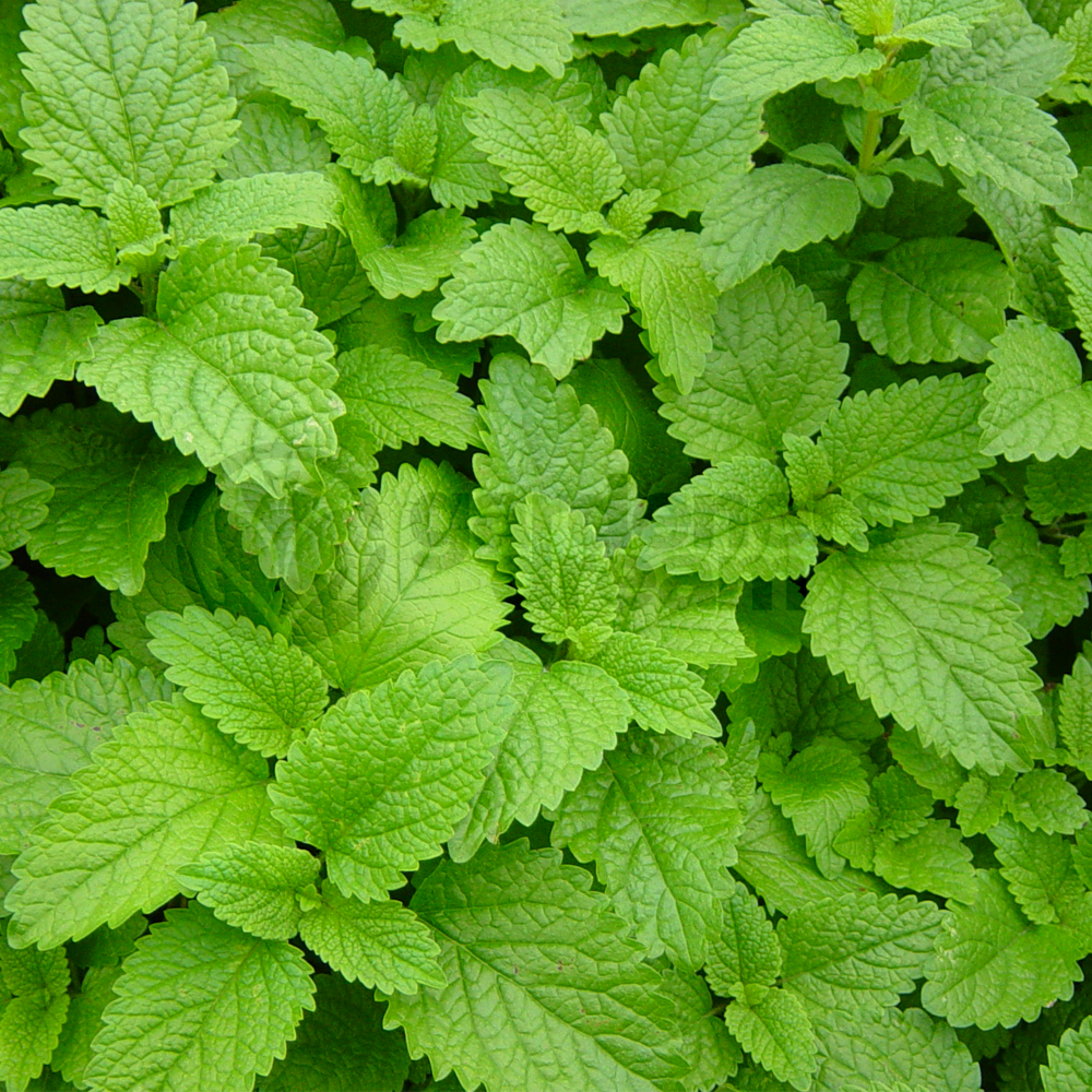 Herb - Mint Lemon (8cm)