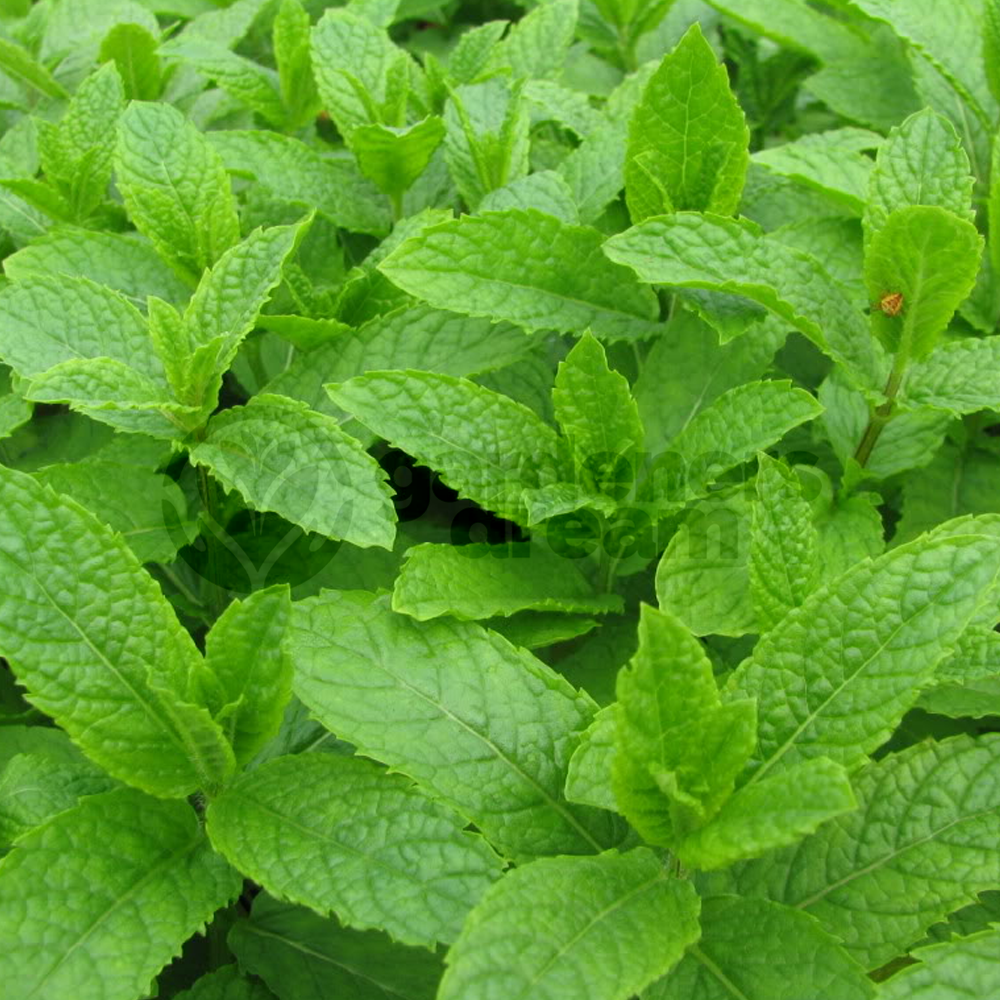 Herb - Mint Moroccan (8cm)