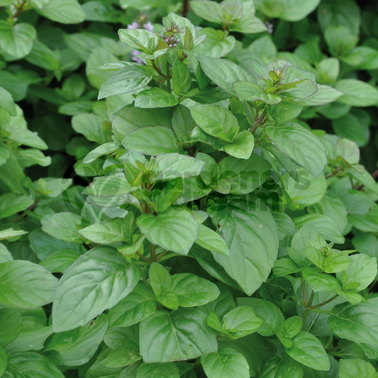 Herb - Mint Orange (8cm)