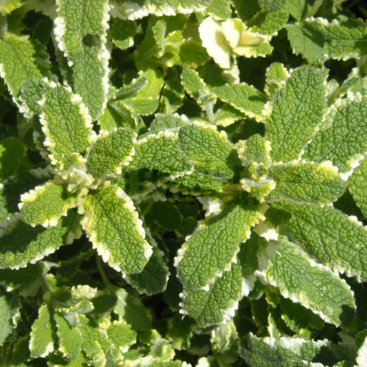 Herb - Mint Pineapple (8cm)