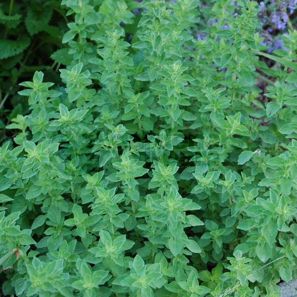 Herb - Oregano Common (8cm)