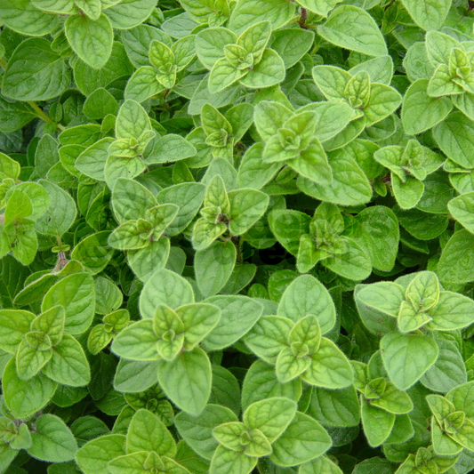 Herb - Oregano Greek (8cm)