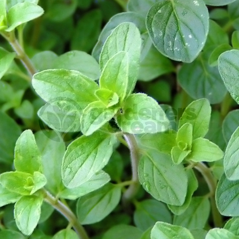 Herb - Oregano Itallian (8cm)