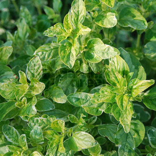 Herb - Oregano Variegated (8cm)
