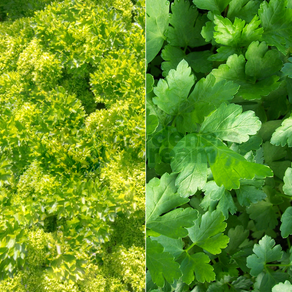 Herb - Parsley Mix (8cm, Pack of 2)