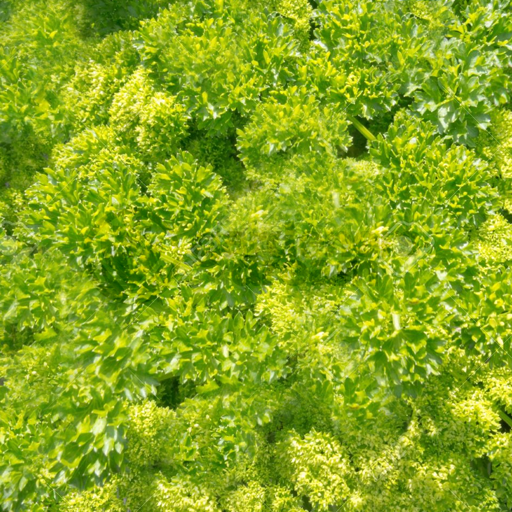 Herb - Parsley Curled (8cm)