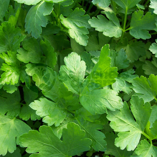 Herb - Parsley Flat (8cm)