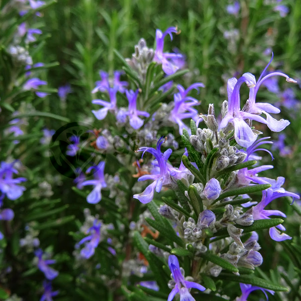 Herb - Rosemary Barbeque (8cm)