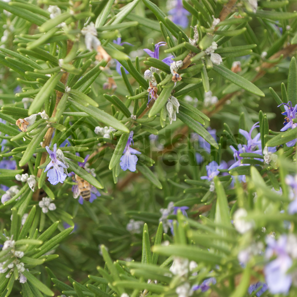 Herb - Rosemary Common (8cm)