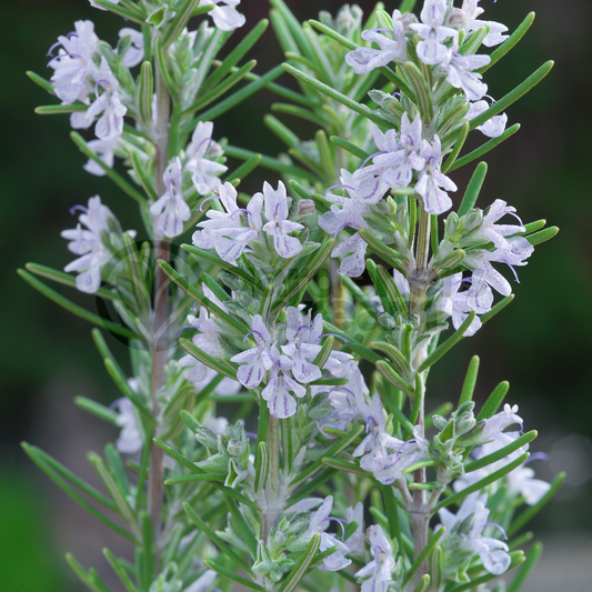 Herb - Rosemary Miss Jessops (8cm)