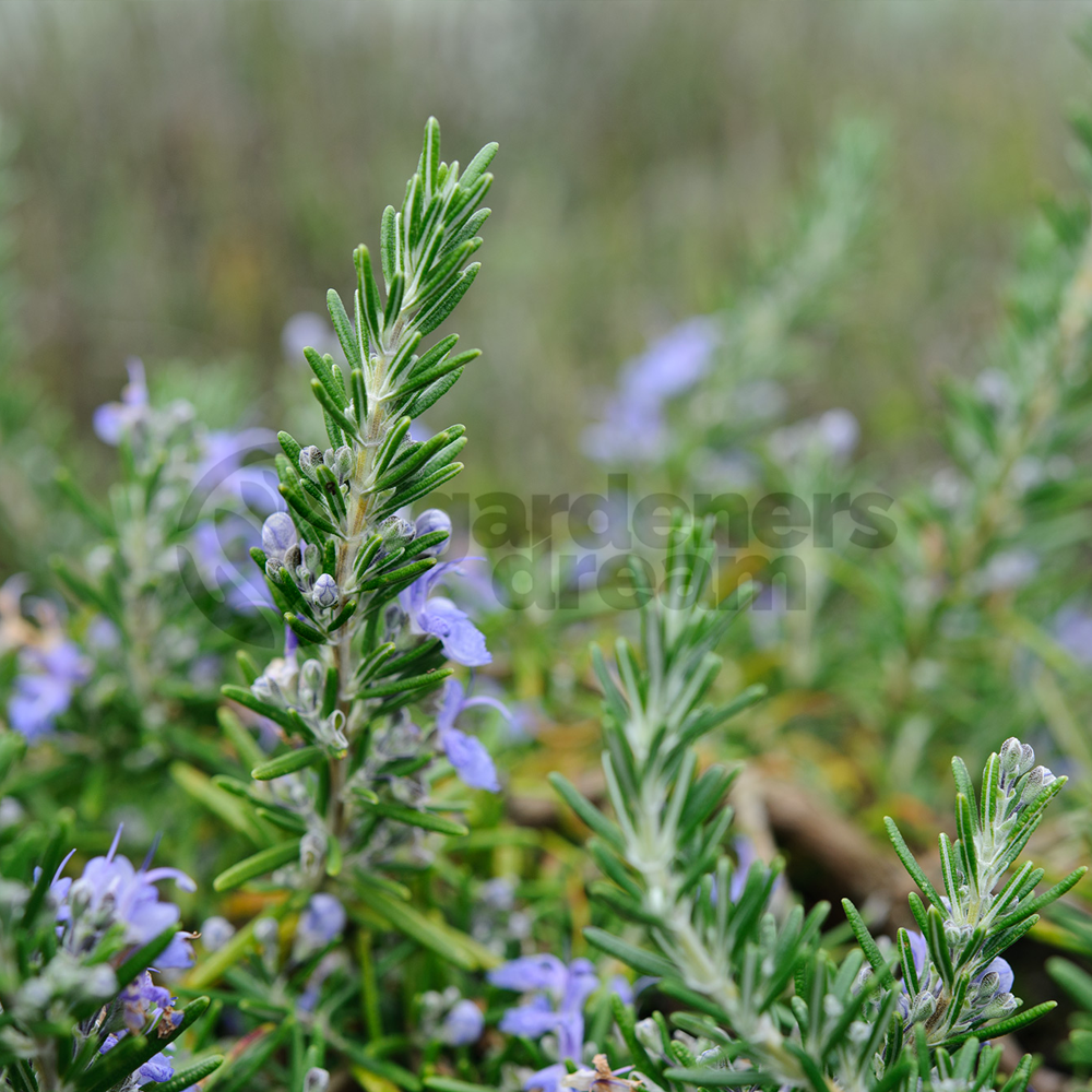 Herb - Rosemary Sudbury Blue (8cm)