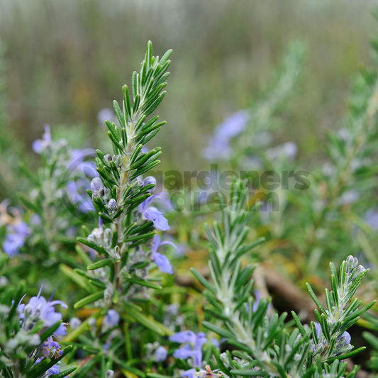 Herb - Rosemary Sudbury Blue (8cm)
