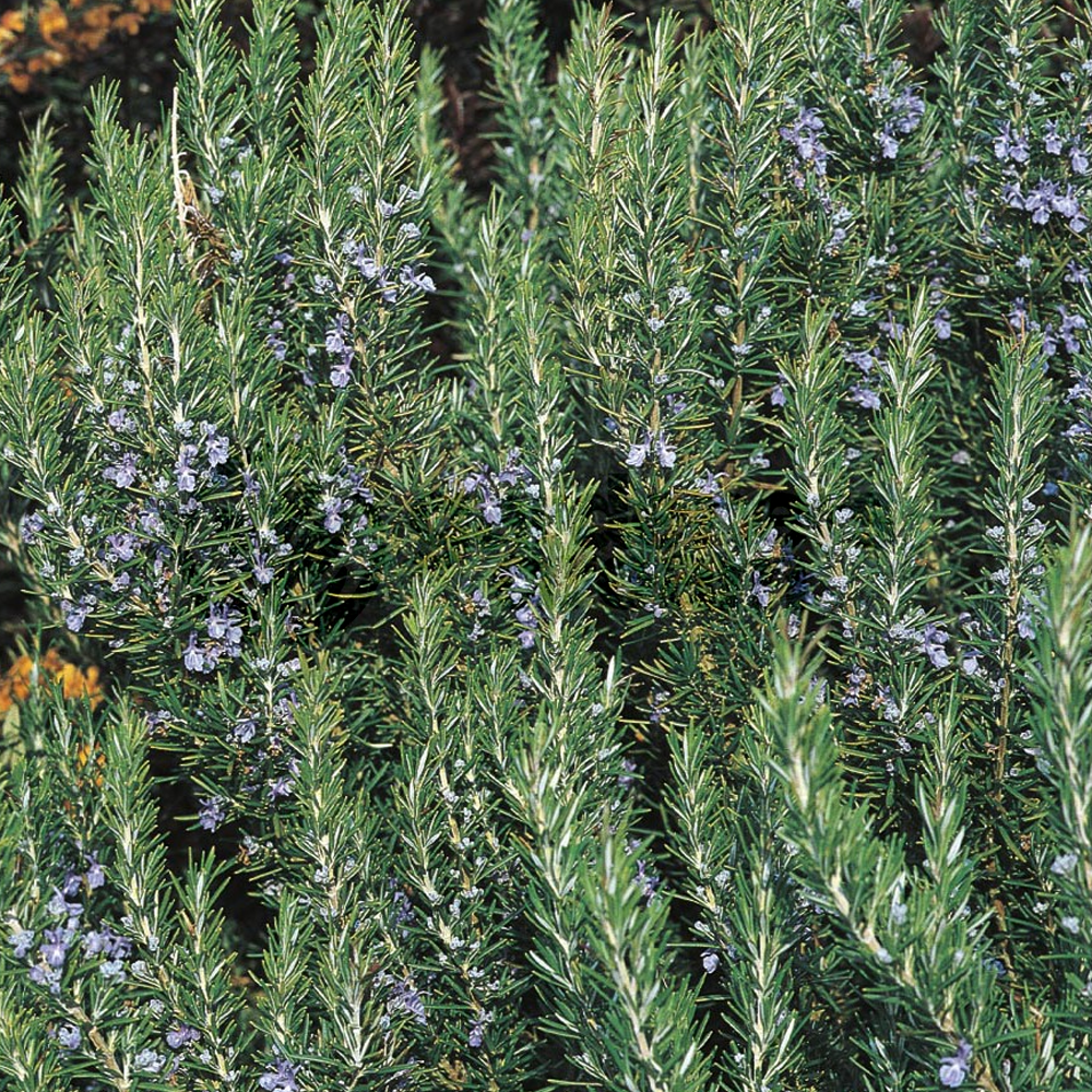 Herb - Rosemary Tuscan Blue (8cm)