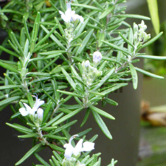 Herb - Rosemary Creeping (8cm)