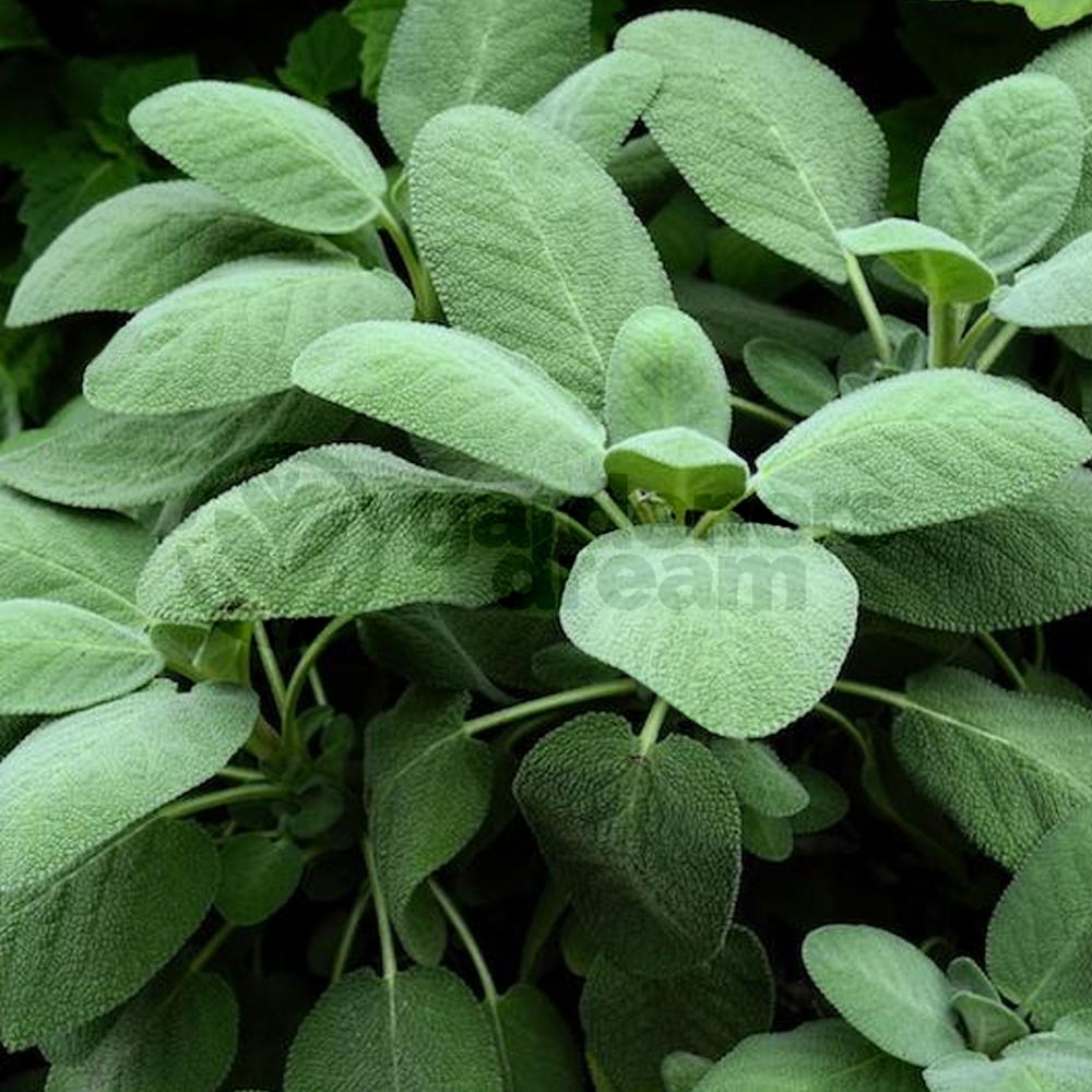 Herb - Sage Common (8cm)