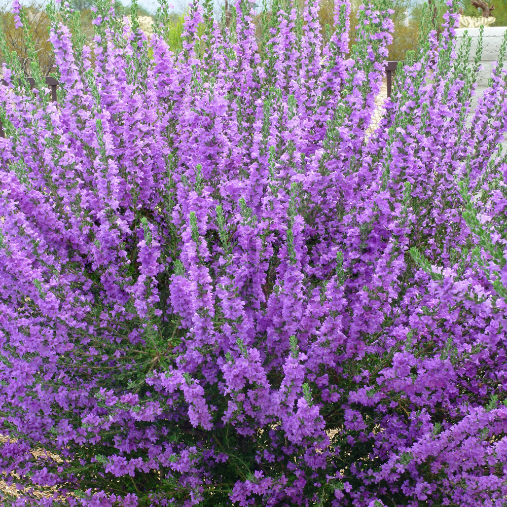 Herb - Sage Purple (8cm)