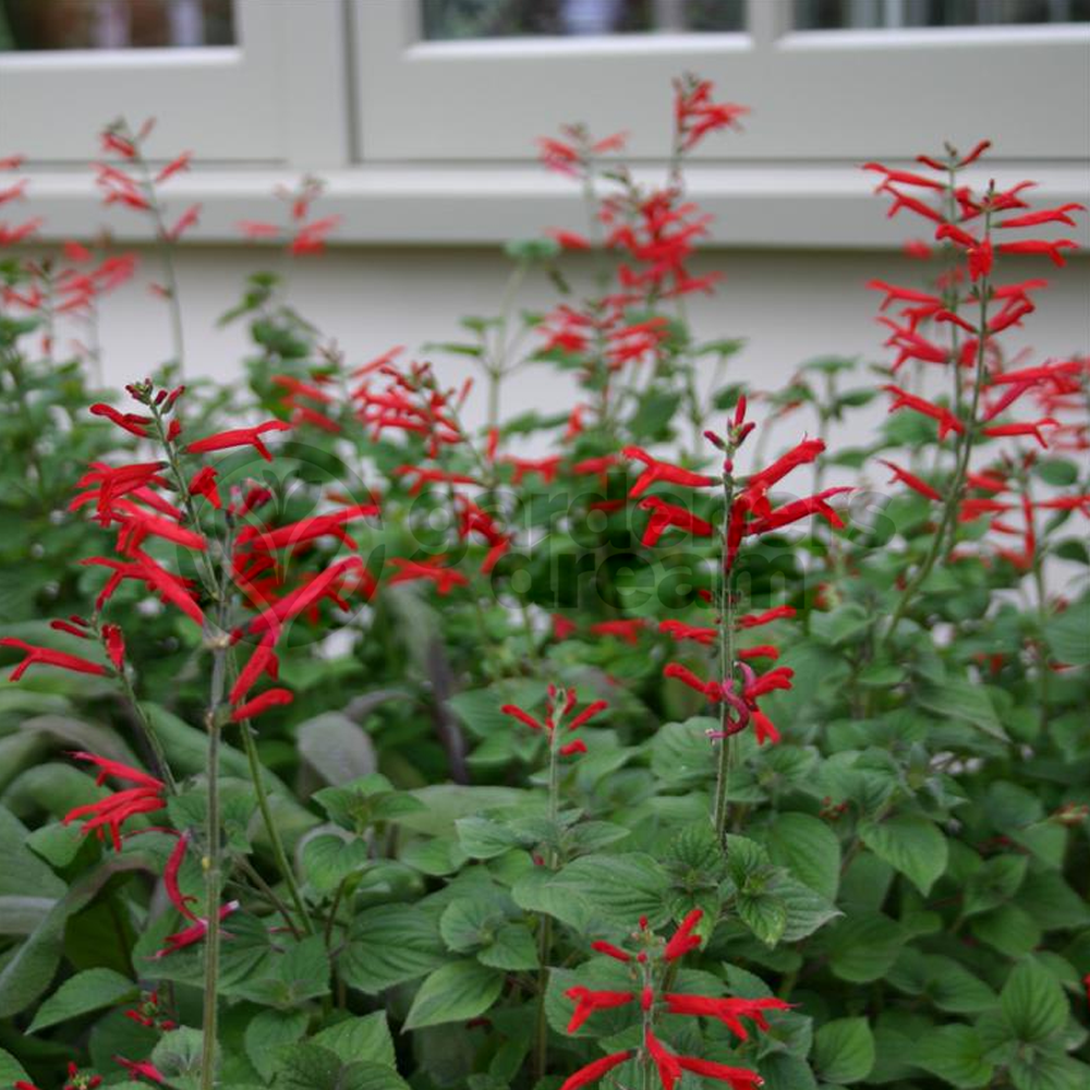 Herb - Sage Tangerine (8cm)