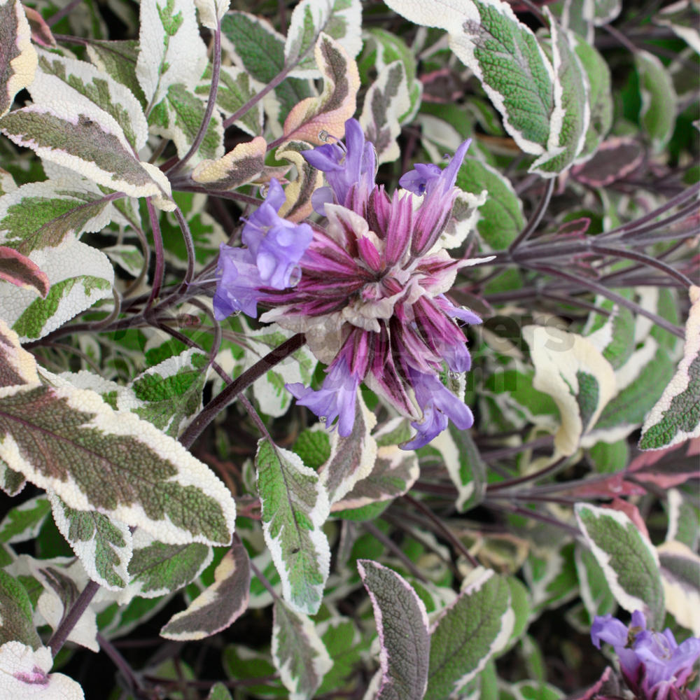 Herb - Sage Tricolor (8cm)