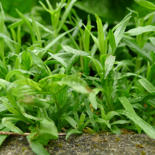 Herb - Tarragon French (8cm)