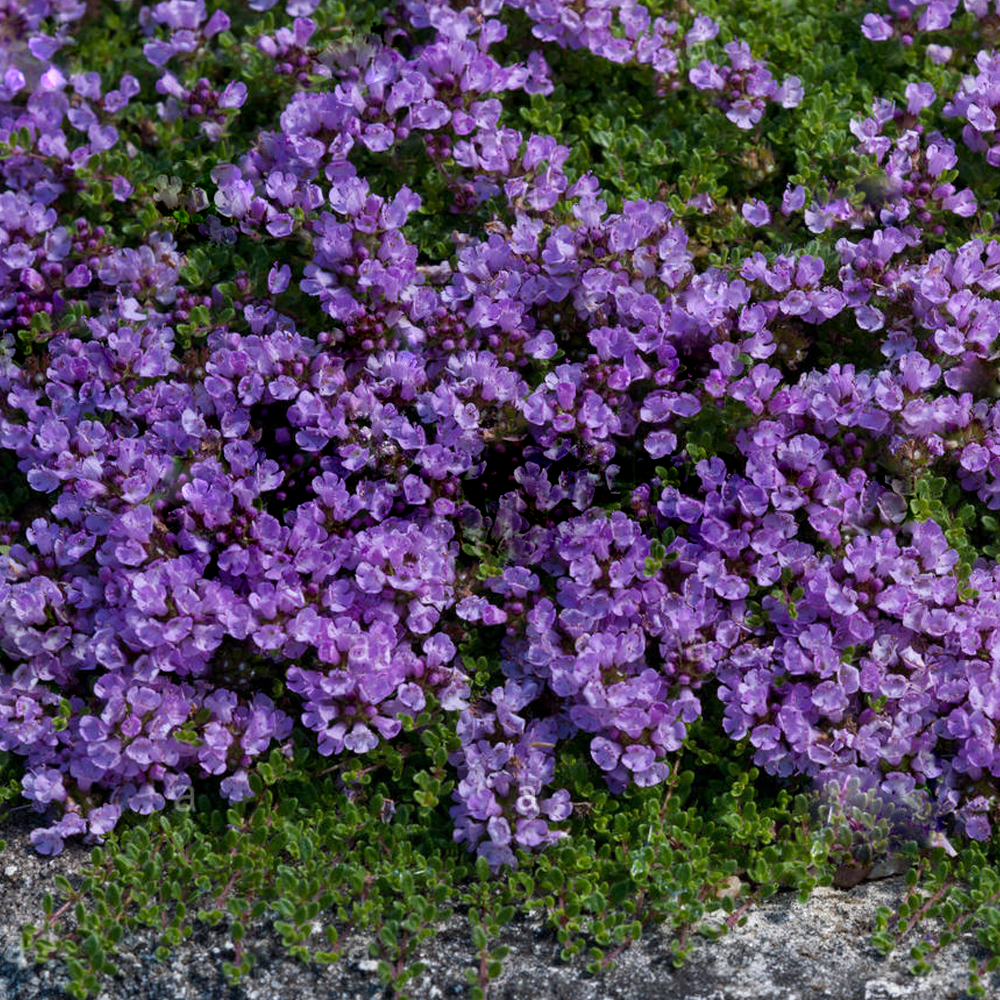 Herb - Thyme Bressingham Pink (8cm)