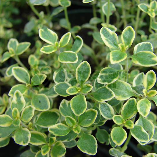 Herb - Thyme Creeping Lemon (8cm)