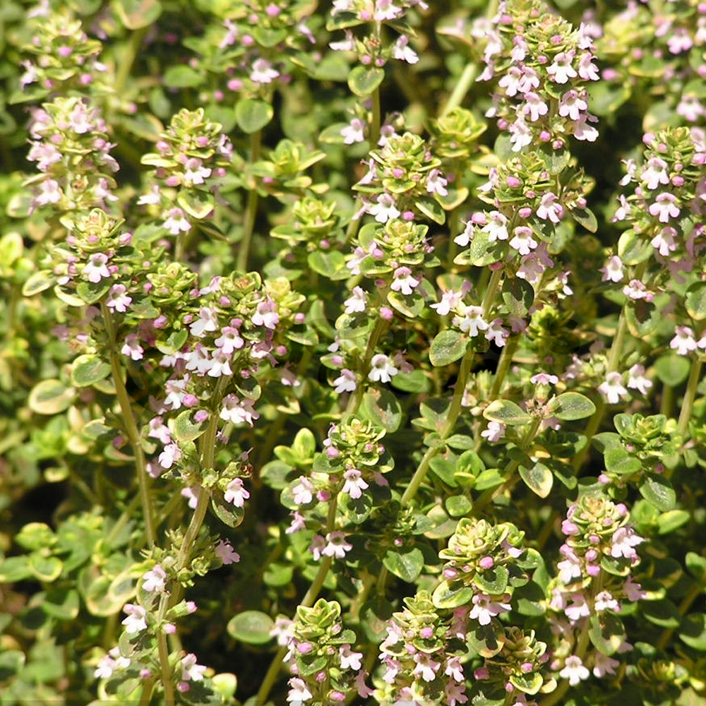 Herb - Thyme Common (8cm)