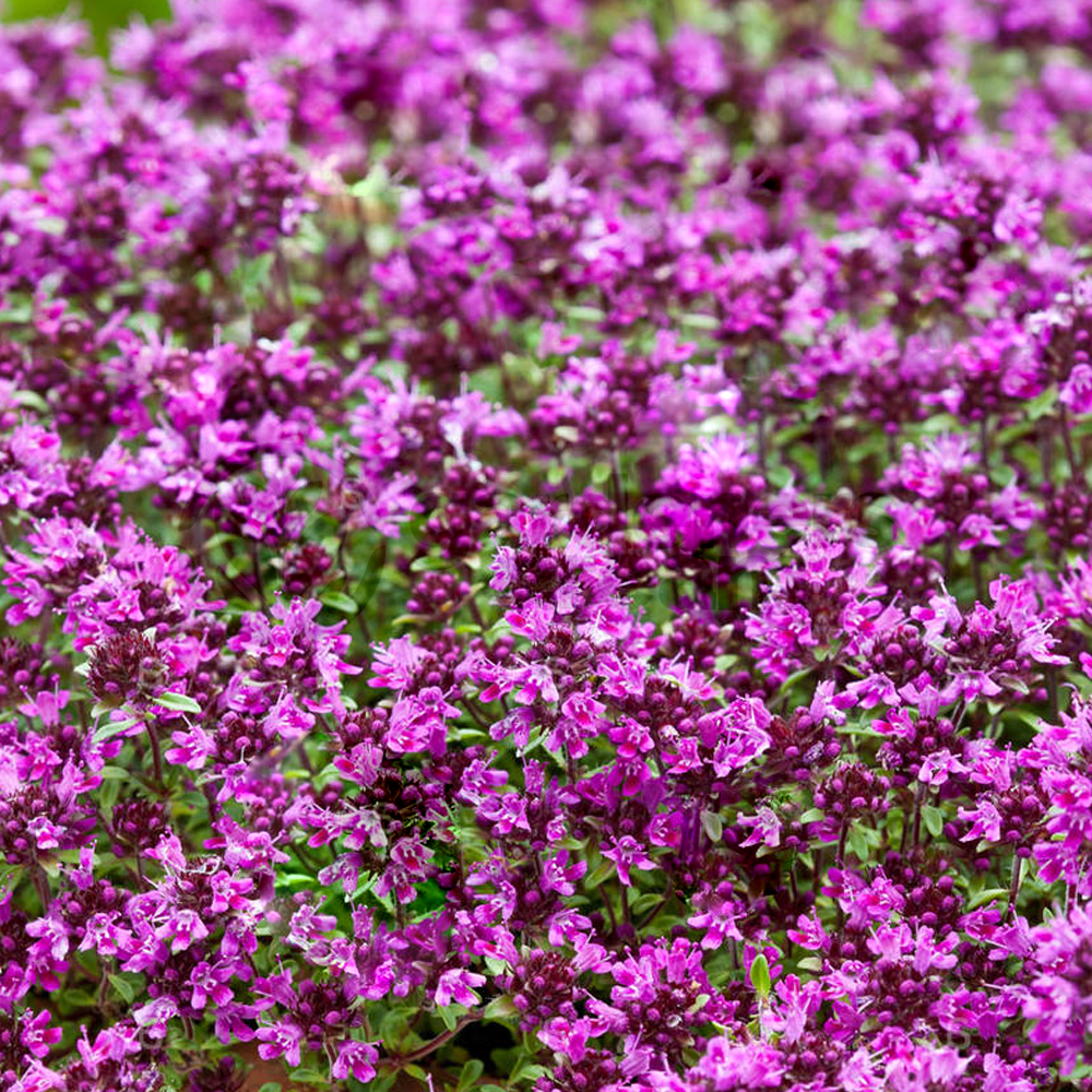 Herb - Thyme Creeping Red (8cm)