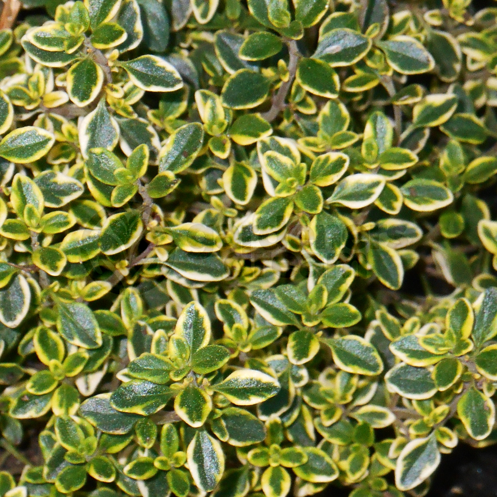Herb - Thyme Lemon (8cm)