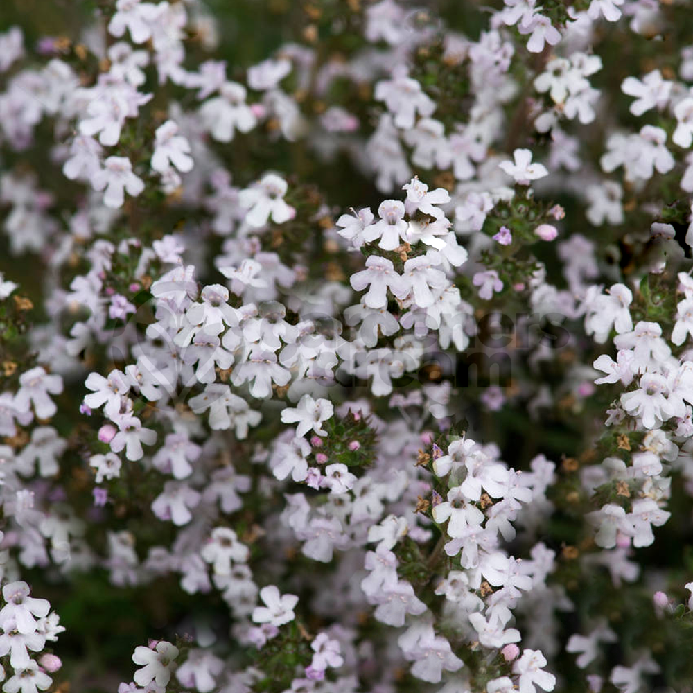 Herb - Thyme Orange (8cm)