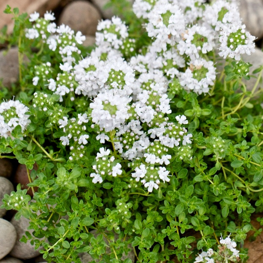 Herb - Thyme Snowdrift (8cm)