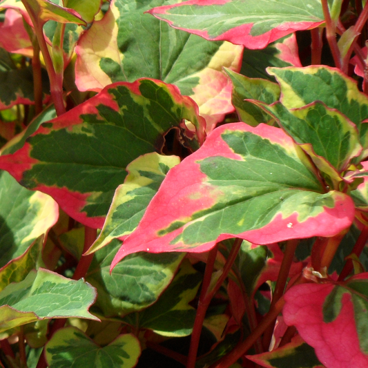 Houttuynia Chameleon (9cm)