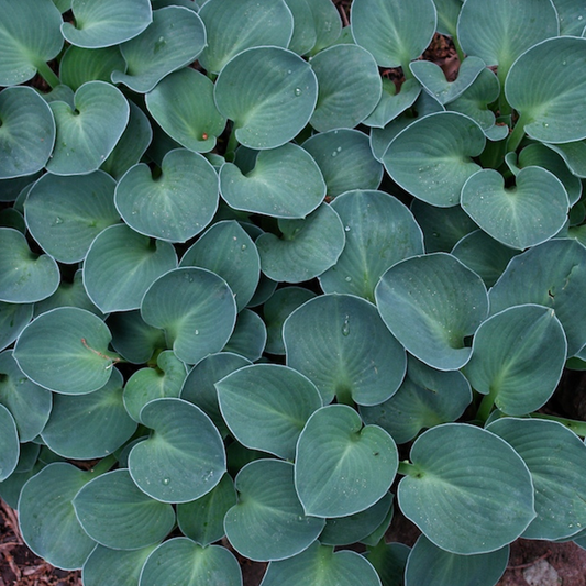 Hosta Blue Mouse Ears (9cm)