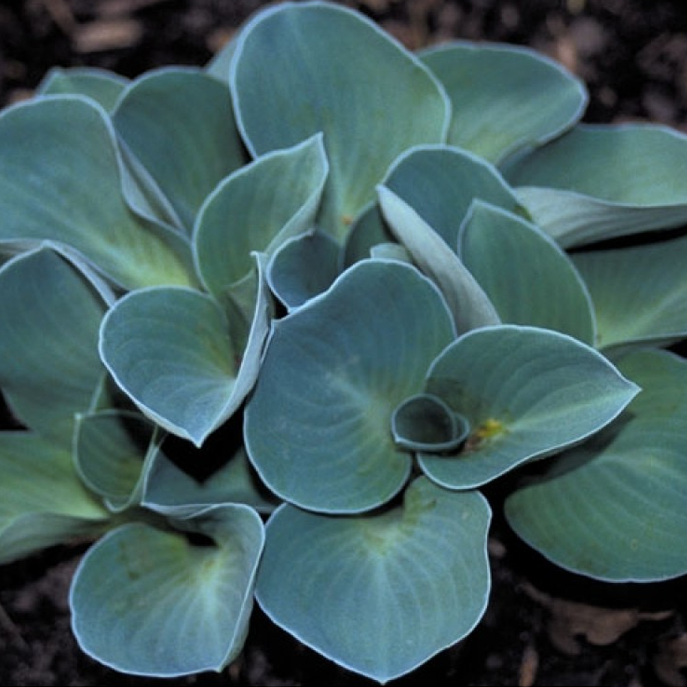 Hosta Blue Mouse Ears (9cm)