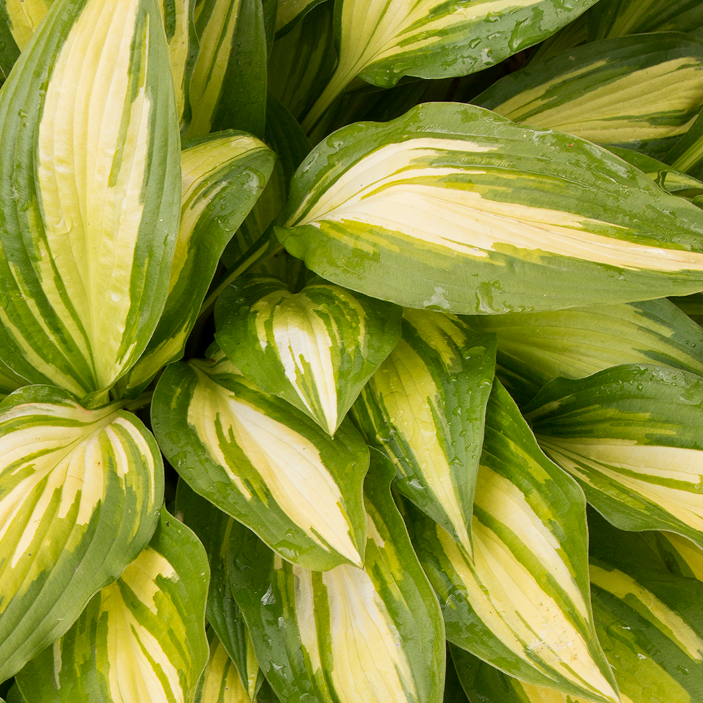 Hosta Cherry Berry (9cm)